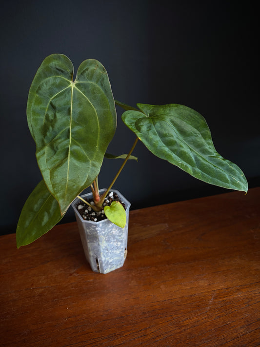 Anthurium Subsignatum (velvety) X Carlablackiae | 7 cm pot