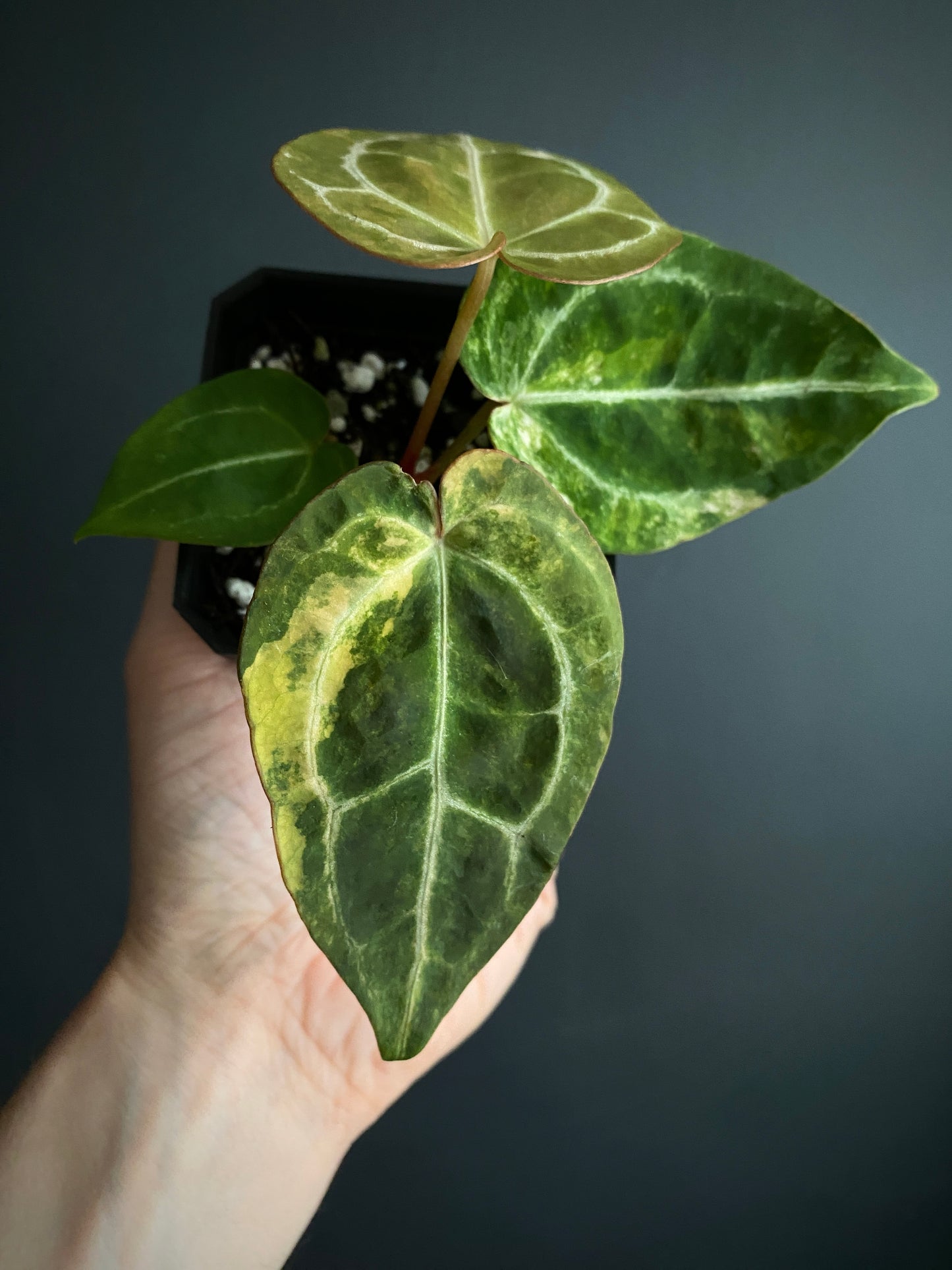 Anthurium PapCrystal var X Tezula Red Crystallinum (Orange variegated) | 7 cm pot