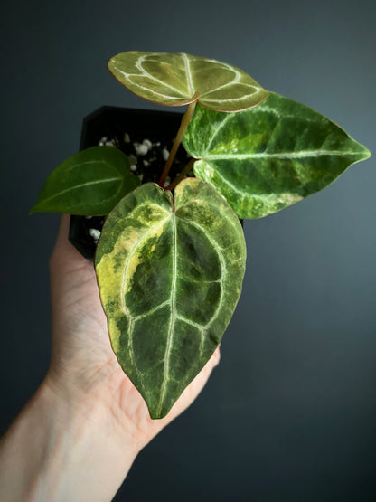 Anthurium PapCrystal var X Tezula Red Crystallinum (Orange variegated) | 7 cm pot