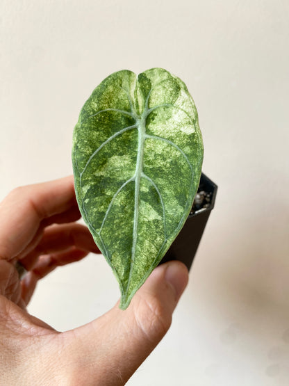 Alocasia Watsoniana doff albo/pink variegated | 5 cm pot [B]