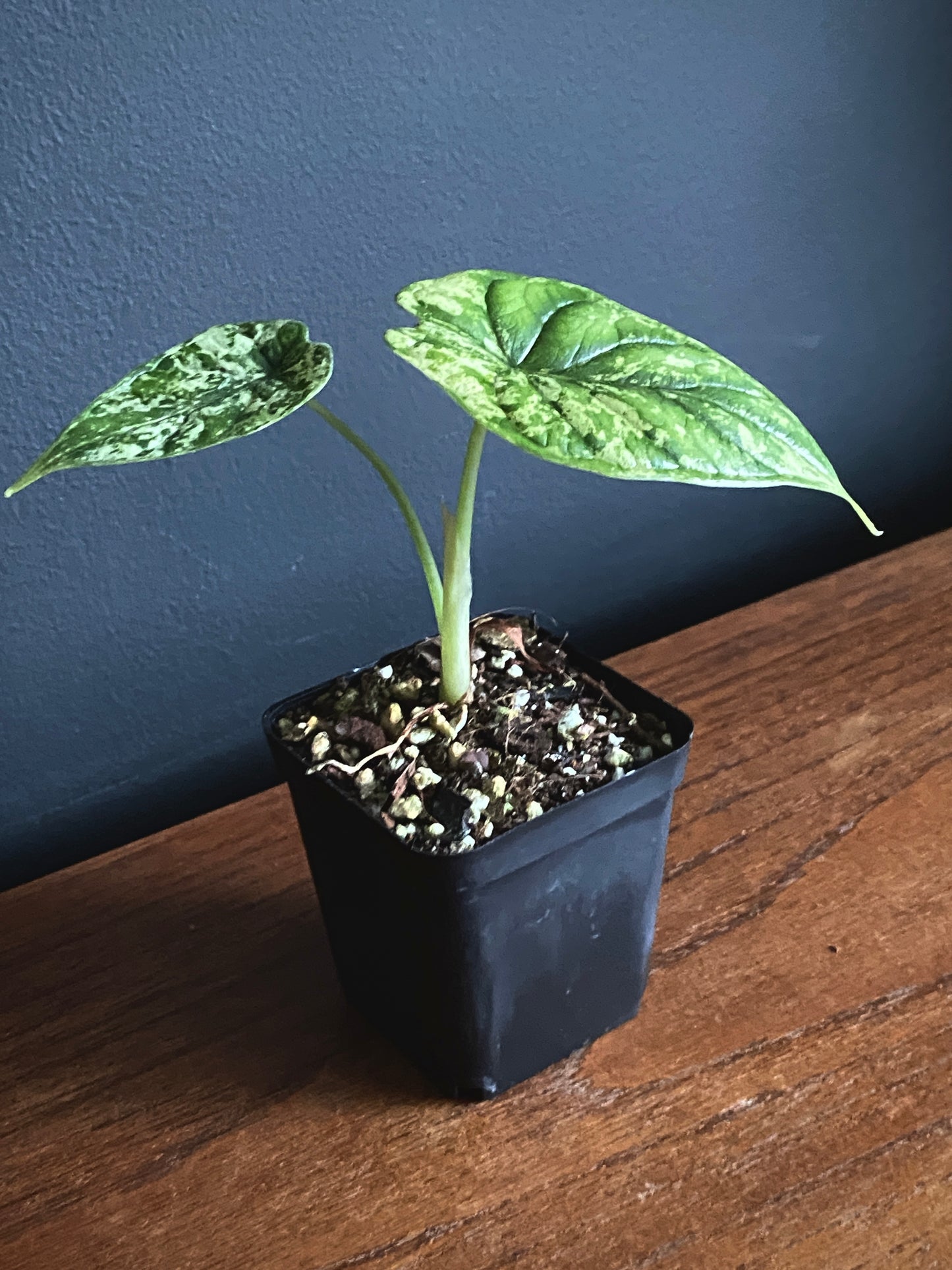 Alocasia Dragonscale Mint variegata | 6 cm pot [B]
