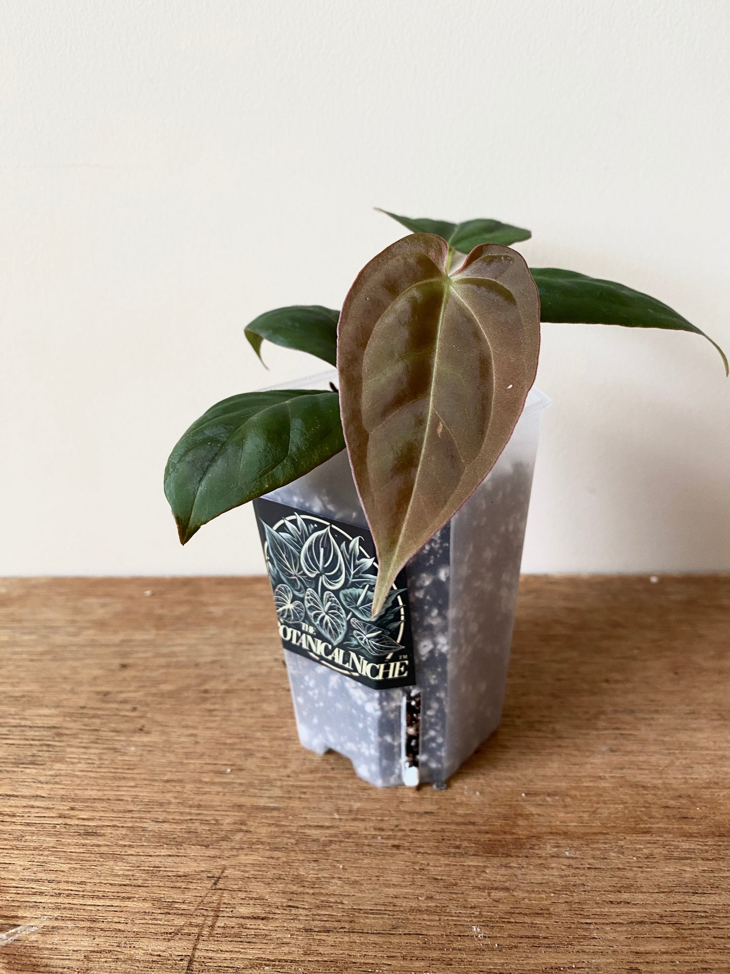 Anthurium Goliath X Papillilaminum Fort Sherman | 7 cm pot