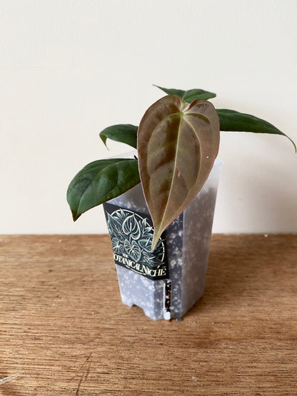 Anthurium Goliath X Papillilaminum Fort Sherman | 7 cm pot
