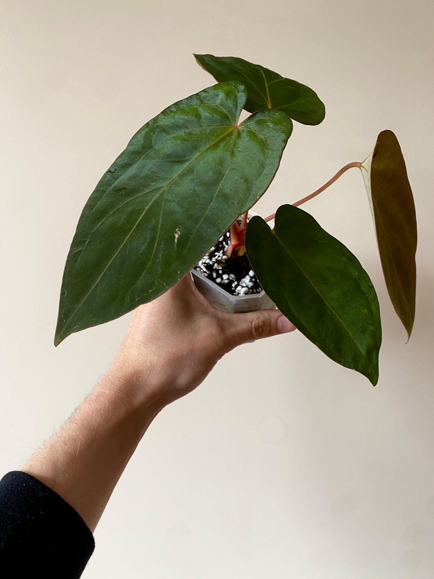 Anthurium (DoraBVEP x RLFS) X BVEP (Round x RA1) | 7 cm pot
