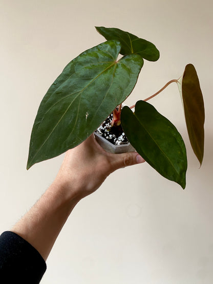 Anthurium (DoraBVEP x RLFS) X BVEP (Round x RA1) | 7 cm pot