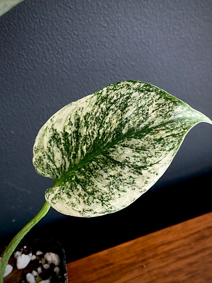 Monstera Deliciosa Mint variegated | 7 cm pot (A)