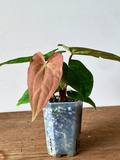 Anthurium RVDP (self) mint variegated | 7 cm pot