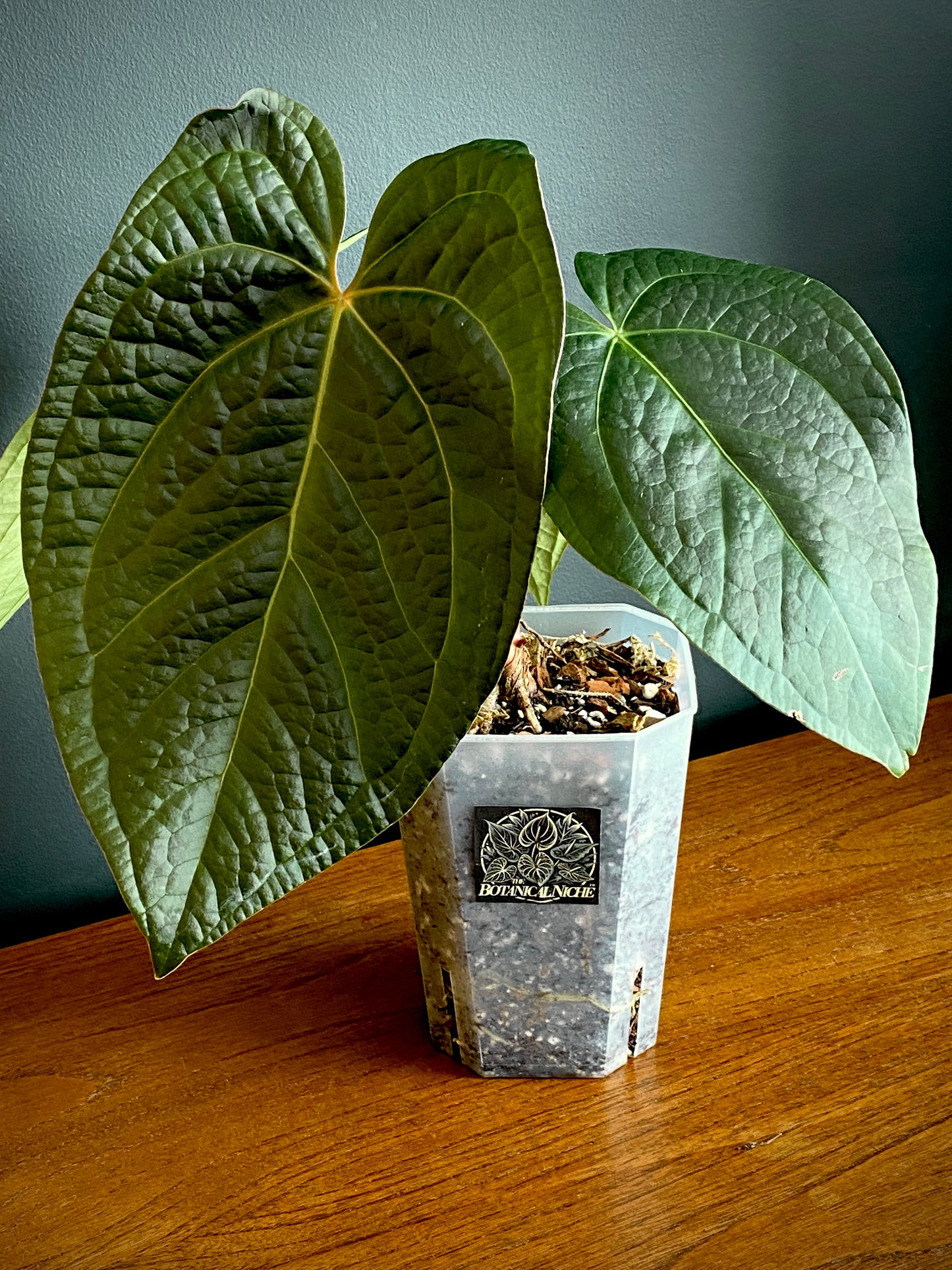 Anthurium Goliath X Luxurians | 12 cm pot