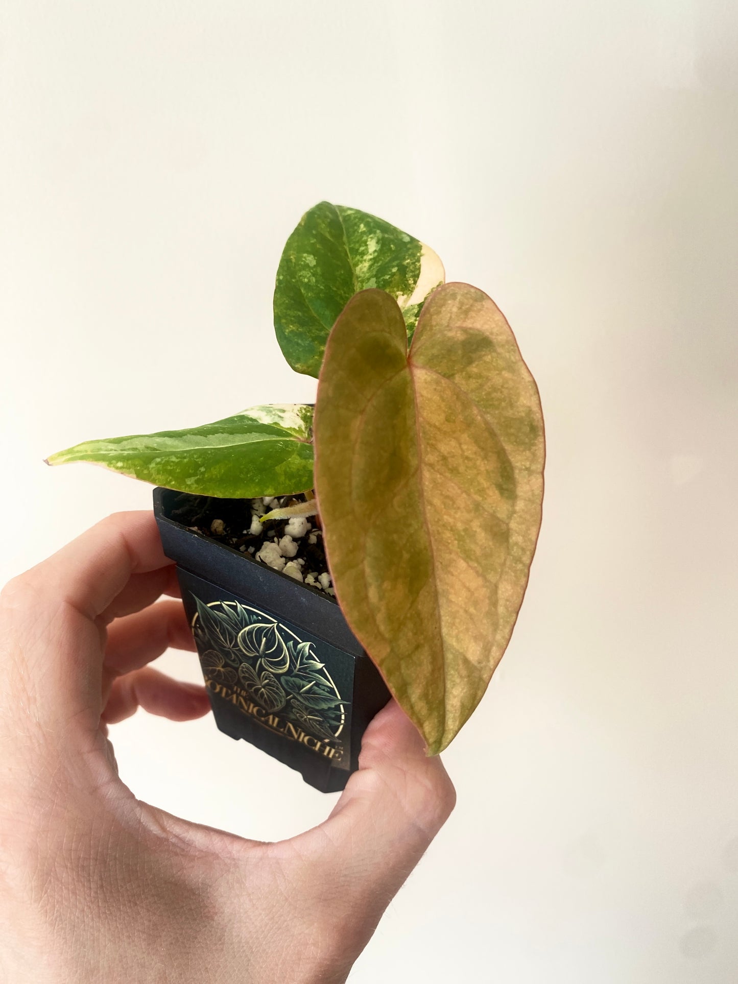 Anthurium Papillilaminum var X (Darkest Panama x X-one) | 7 cm pot [super-select]