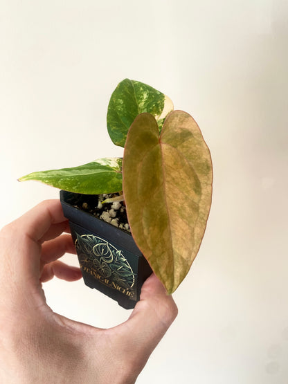 Anthurium Papillilaminum var X (Darkest Panama x X-one) | 7 cm pot [super-select]