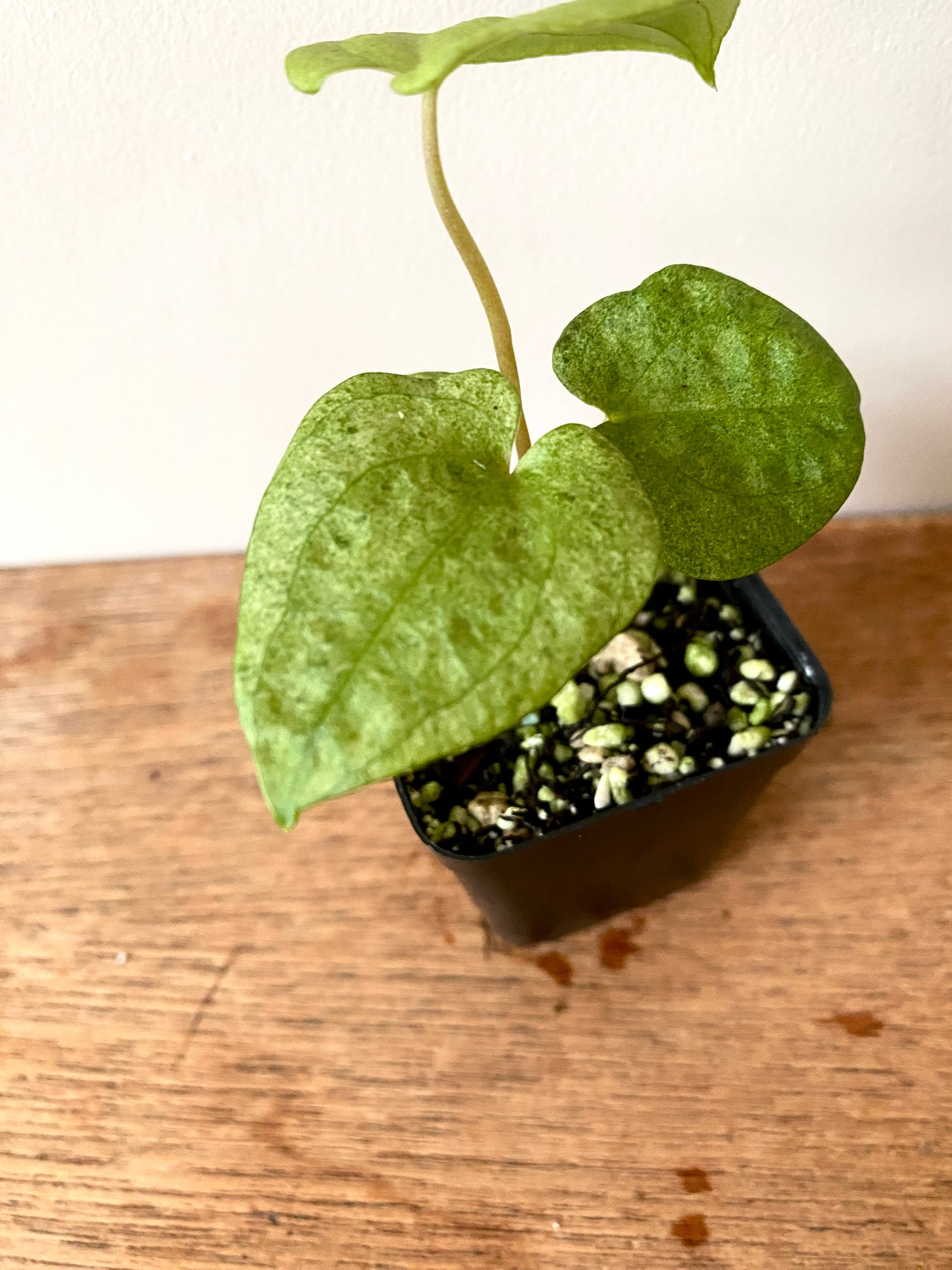 Anthurium Dark Phoenix mint variegated | 6 cm pot [B]