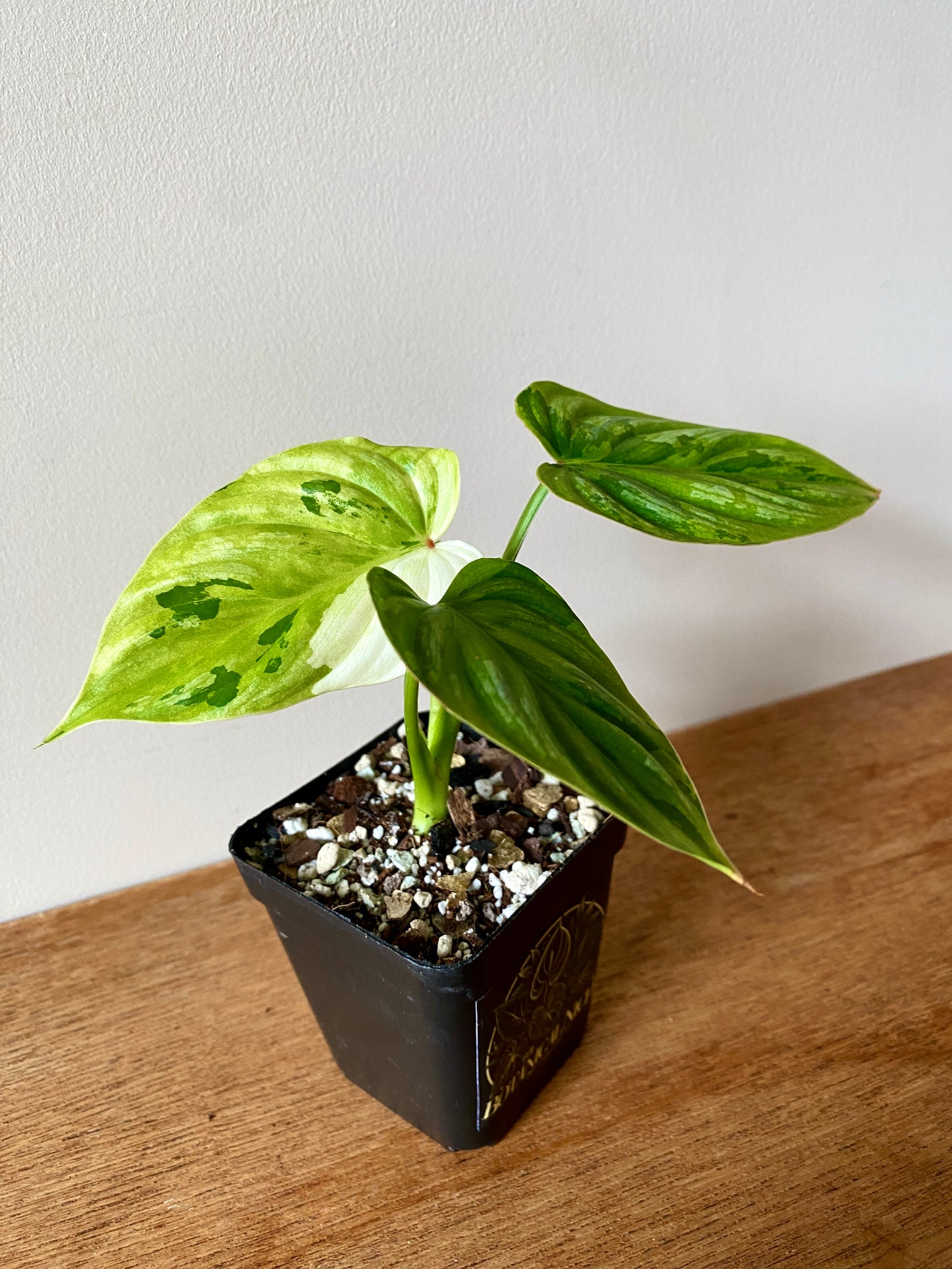 Philodendron Plowmanii variegata | 7 cm pot