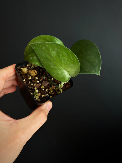 Scindapsus Black Mamba | 7 cm pot