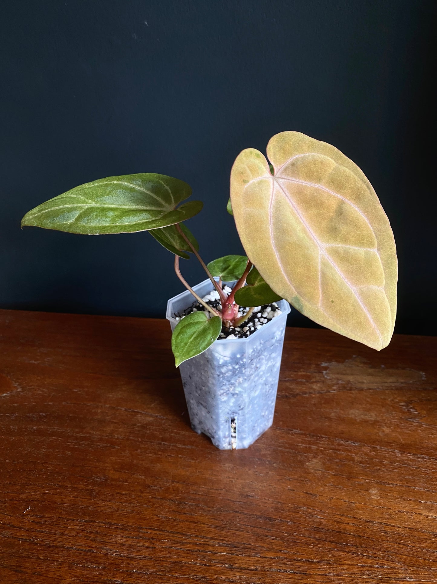 Anthurium Papillilaminum var A88 X AOS SKG (mint variegated) | 7 cm pot