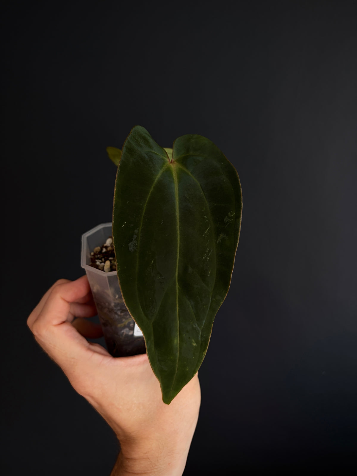 Anthurium (DressCarla x BVEP) X (Carlablackiae x Papillilaminum) | 7 cm pot [B]