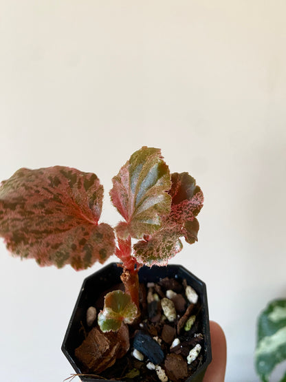 Begonia Cucullata Pink variegated | 5 cm pot