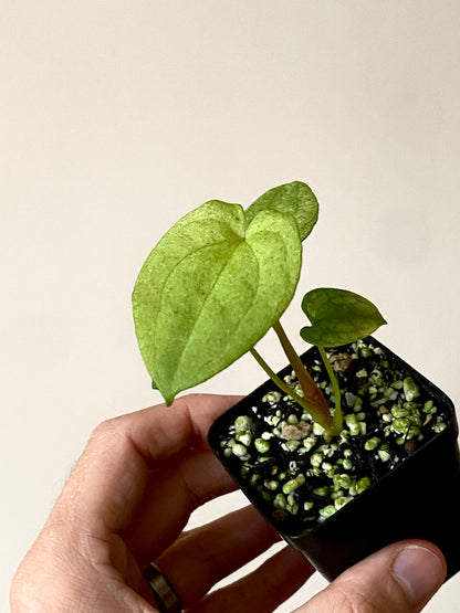 Anthurium Dark Phoenix mint variegated | 6 cm pot [B]