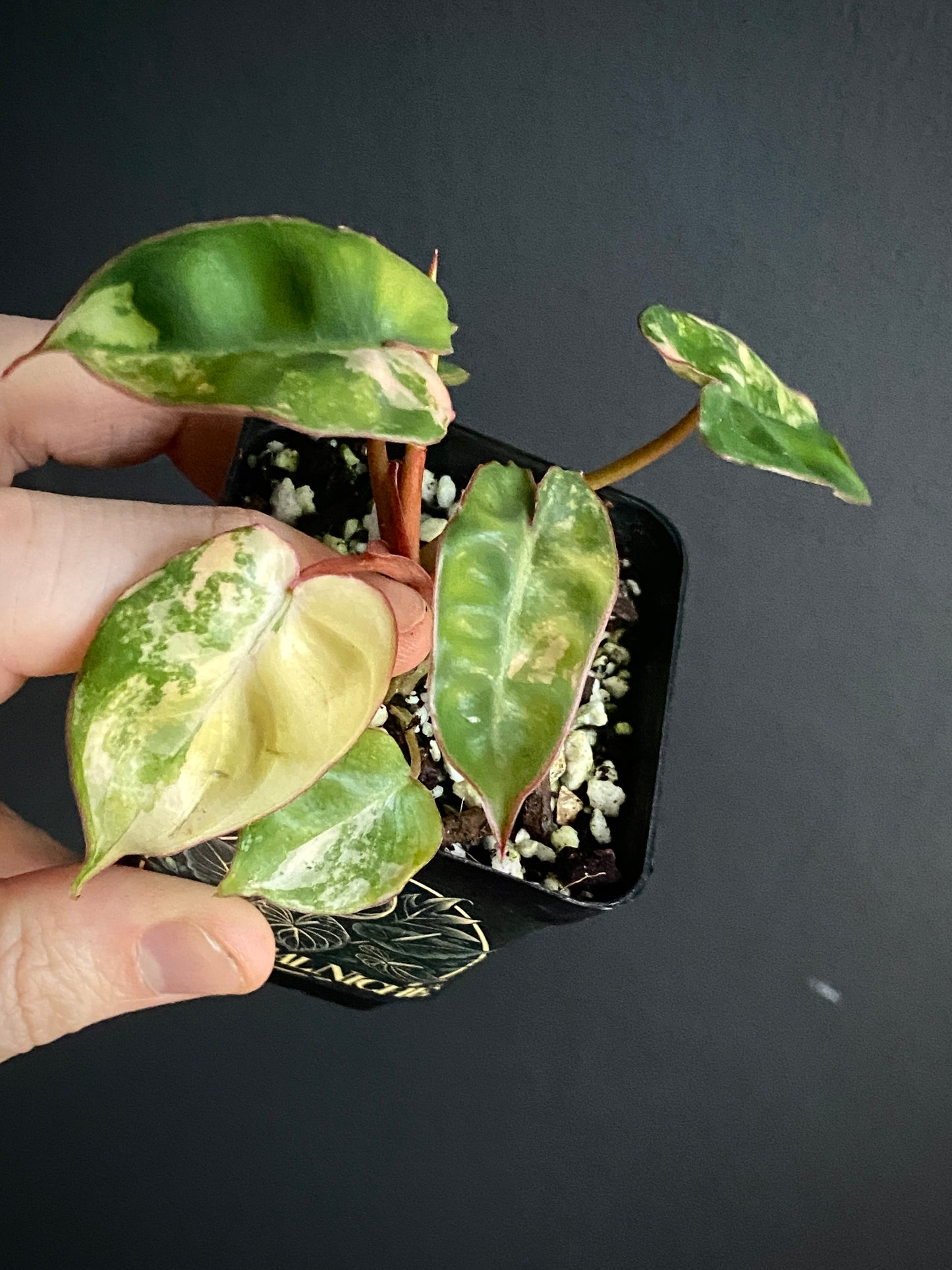 Philodendron Billietiae variegated | 7 cm pot