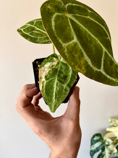 Anthurium Pap.Crystal var X Tezula Red Crystallinum | 7 cm pot [A]