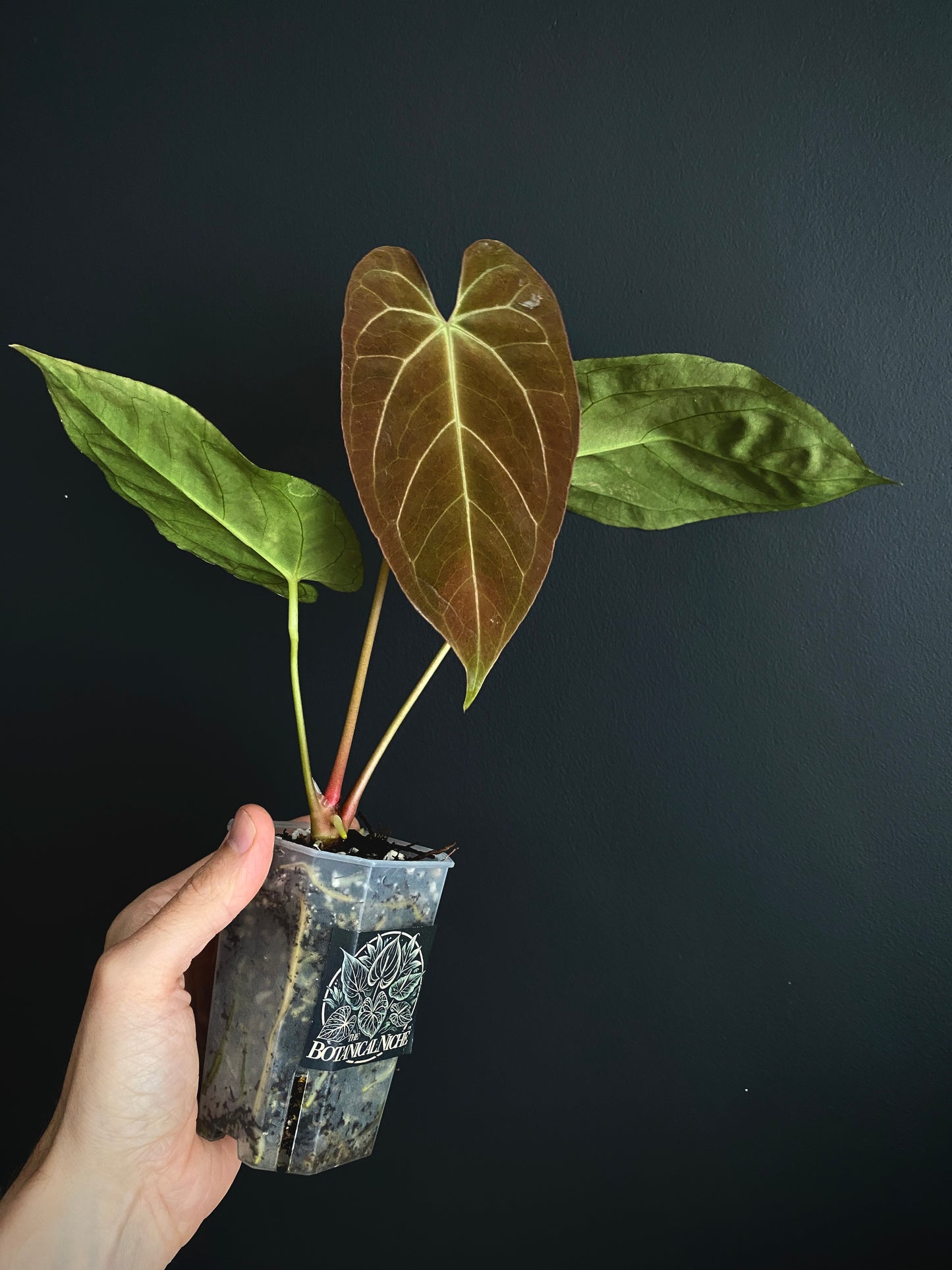 Anthurium X-one X Blue Papillilaminum mint variegated | 7 cm pot