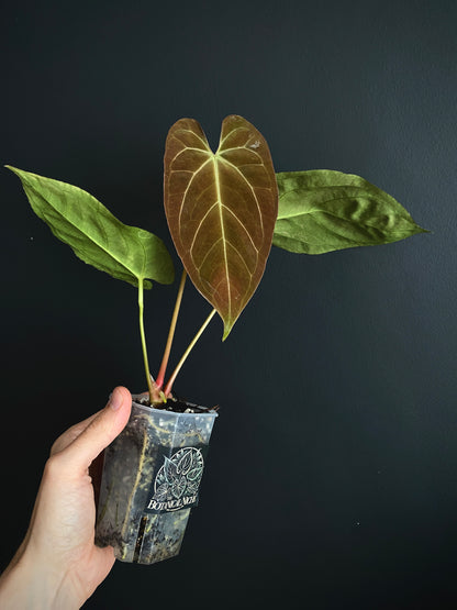 Anthurium X-one X Blue Papillilaminum mint variegated | 7 cm pot
