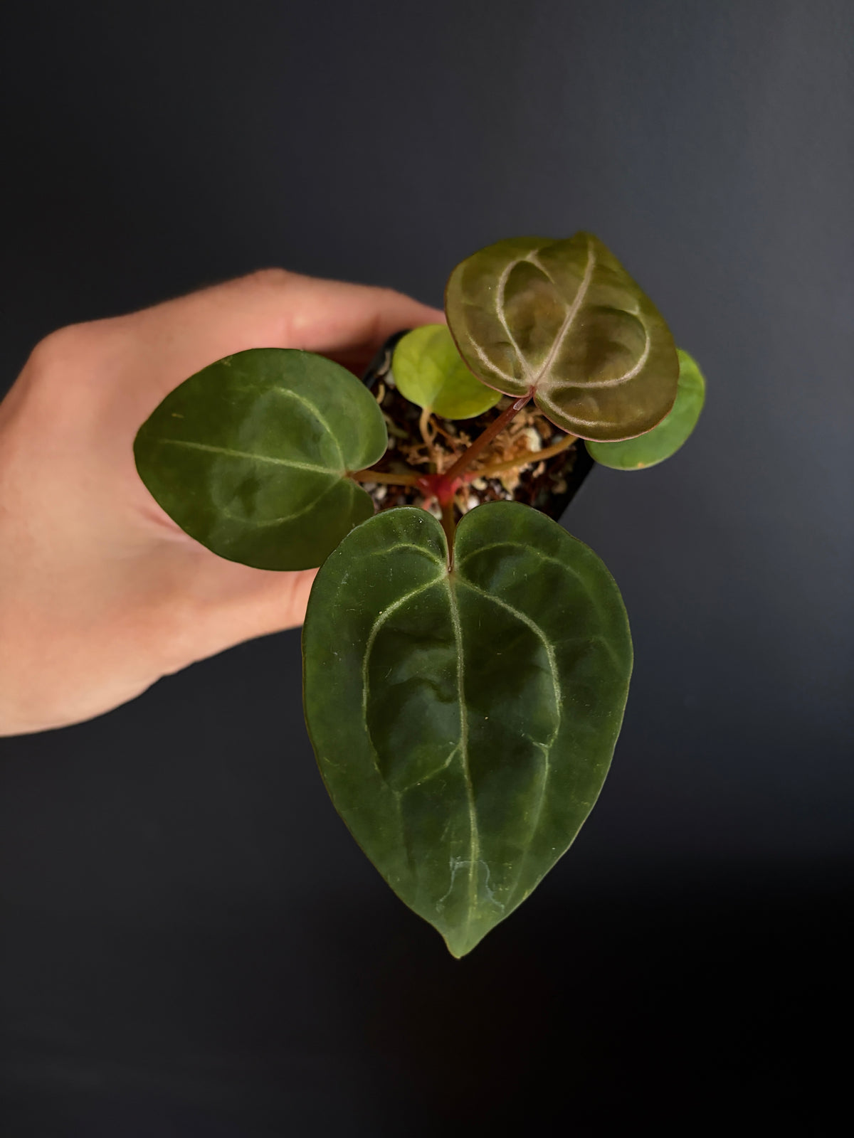 Anthurium Carlablackiae × AOS X Purple Amethyst | 6 cm pot