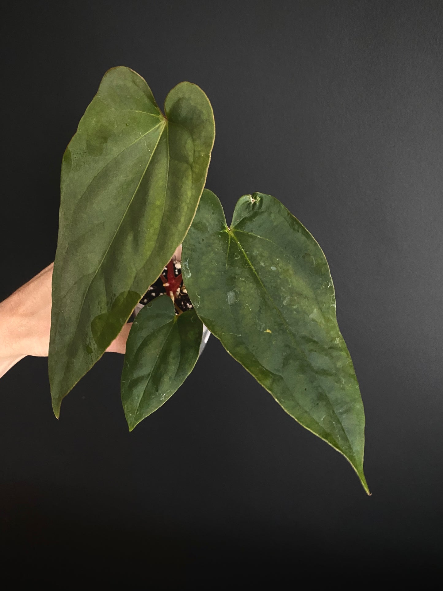 Anthurium Golden Eagle X BVEP (R.FxF) | 7 cm pot [B]