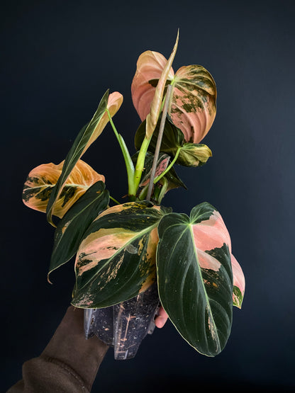 Philodendron Melanochrysum Orange variegata | 12 cm pot [C]