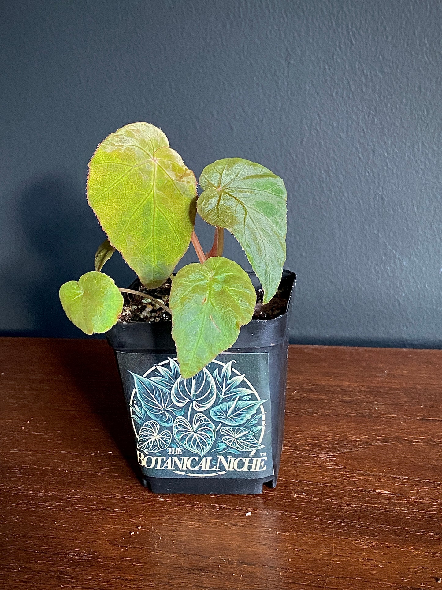 Begonia Pavonina | 6 cm pot [A]