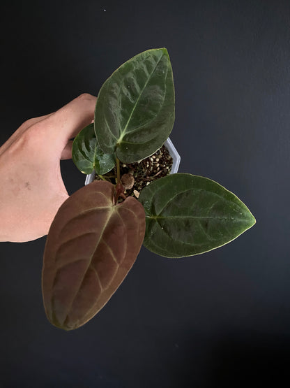 Anthurium Papillilaminum Legend x self | 7 cm pot [A]