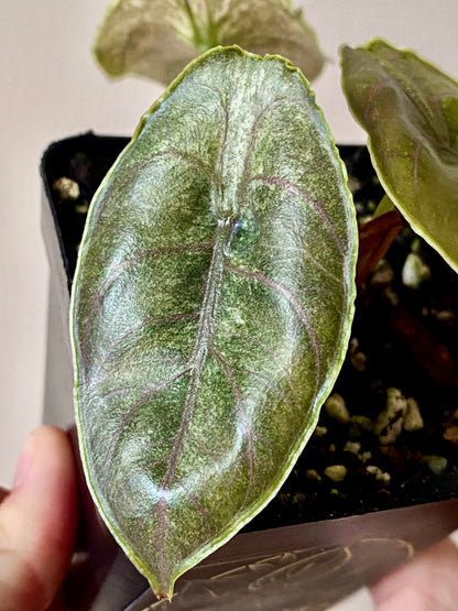 Alocasia Azlanii Mint Variegated | 7 cm pot