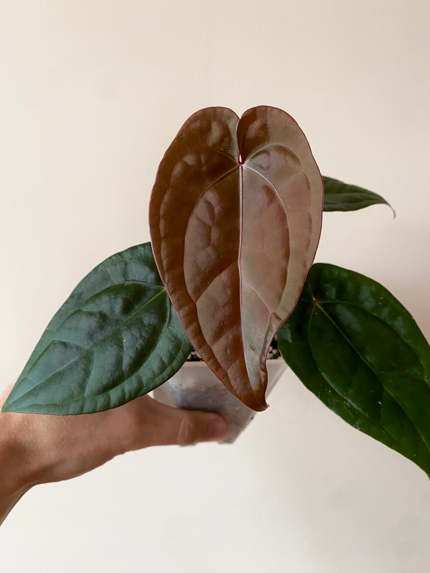Anthurium DB Red Crystallinum X Luxurians | 9 cm pot