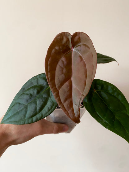 Anthurium DB Red Crystallinum X Luxurians | 9 cm pot
