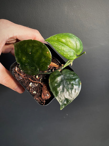 Scindapsus Black Mamba | 7 cm pot