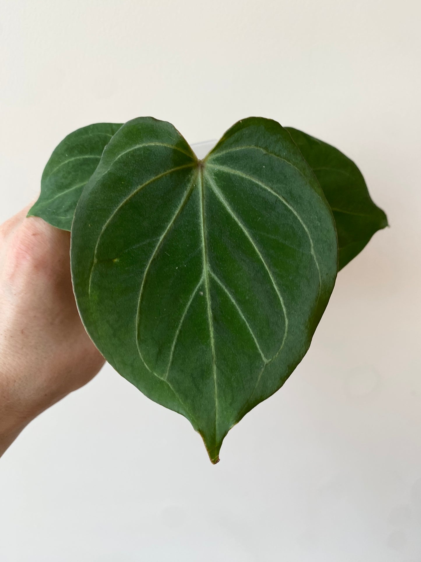 Anthurium King of Spades (KOS/HU) | 7 cm pot [B]
