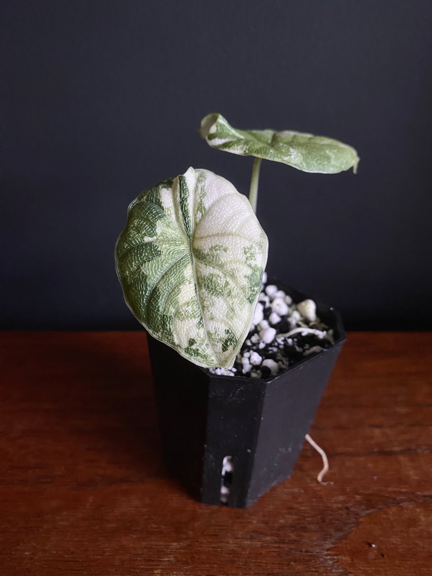 Alocasia Melo Albo variegata | 5 cm pot