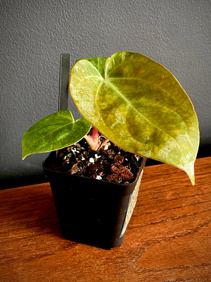 Anthurium Indo Black Widow X (Carlablackiae x Papillaminum) | 7 cm pot