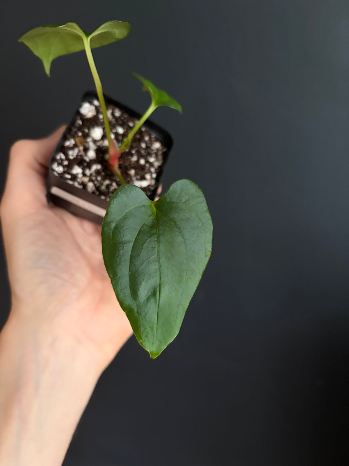 Anthurium Papillilaminum Fort Sherman (x self) | 6 cm pot [B]