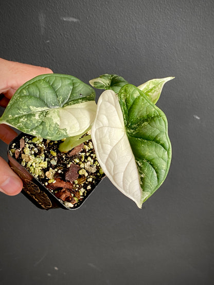Alocasia Dragonscale Albo variegata | 7 cm pot (A)