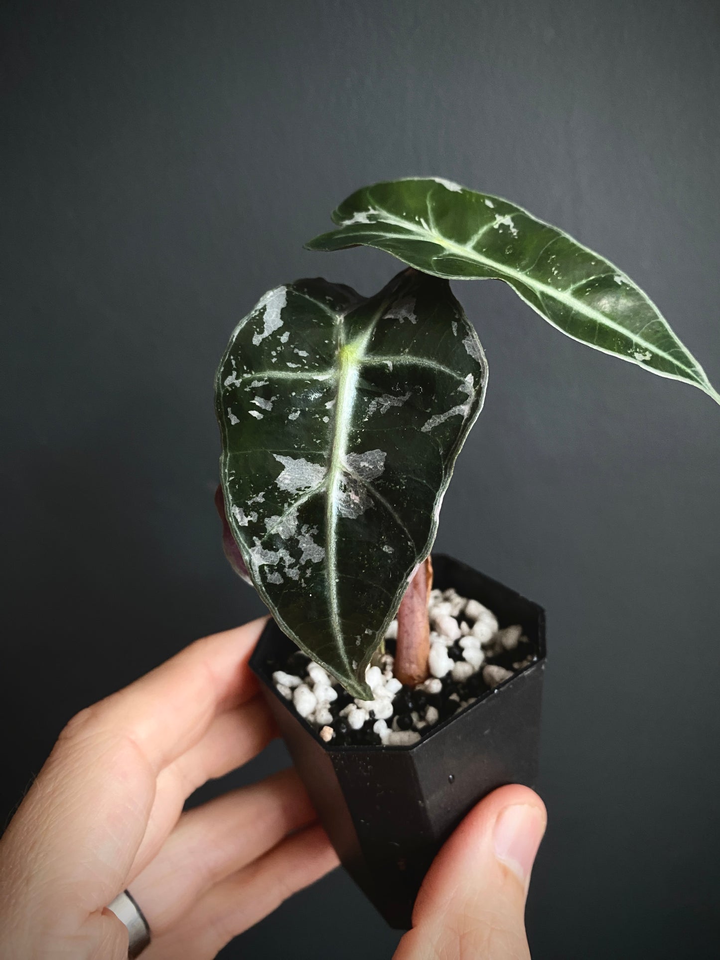 Alocasia Polly Pink variegated | 5 cm pot [A]