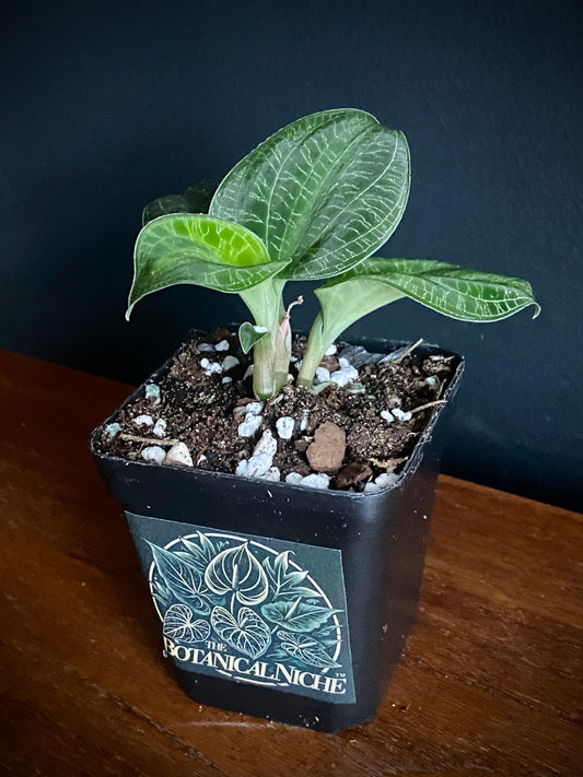 Macodes Petola - Jewel Orchid | 7 cm pot