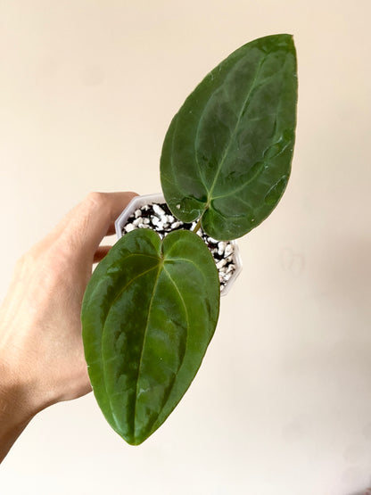 Anthurium Papillilaminum Legend x self | 7 cm pot [B]
