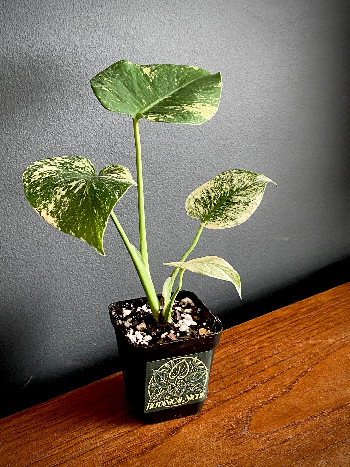 Monstera Deliciosa Mint variegated | 7 cm pot (A)