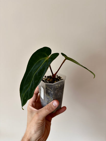 Anthurium (DressCarla x BVEP) X (Carlablackiae x Papillilaminum) | 7 cm pot [B]