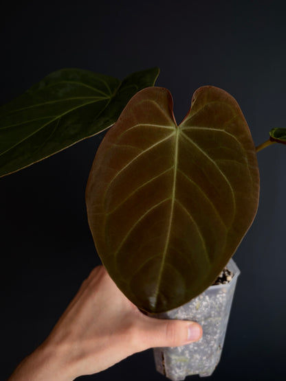 Anthurium Papillilaminum Legend x self | 7 cm pot