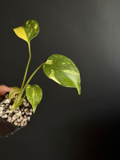 Monstera Deliciosa Electrolyte | 5 cm pot [B]
