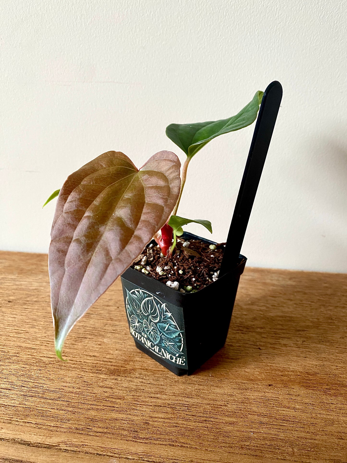 Anthurium Fort Sherman X Luxurians | 6 cm pot