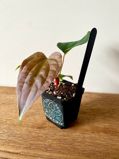 Anthurium Fort Sherman X Luxurians | 6 cm pot