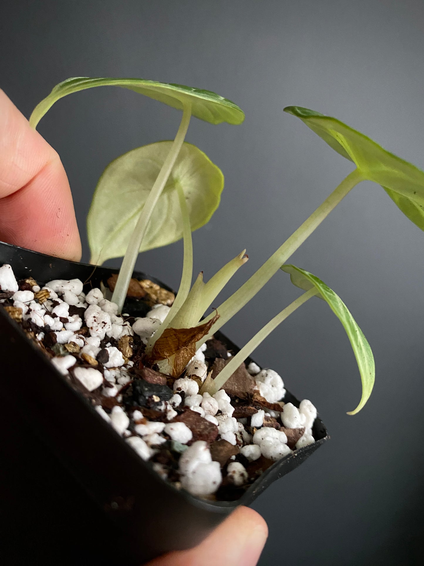 Alocasia Ninja | 7 cm pot