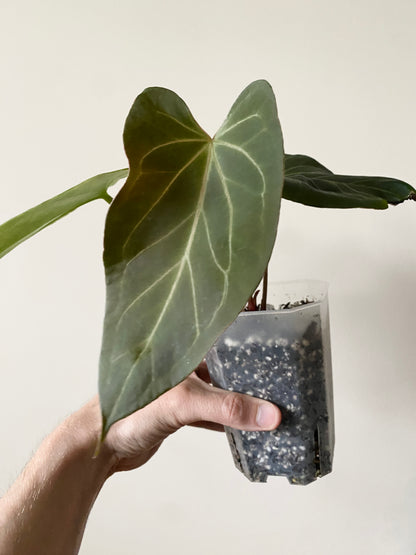 Anthurium King of Spades (KOS) X Blacksweet | 9 cm pot